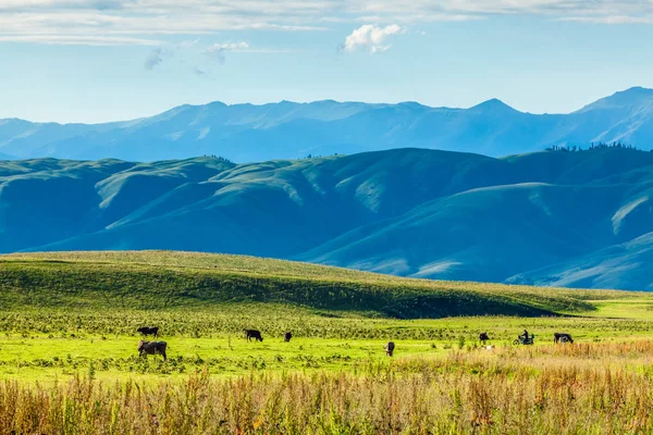 Grassland Xinjiang China — Stock Photo, Image