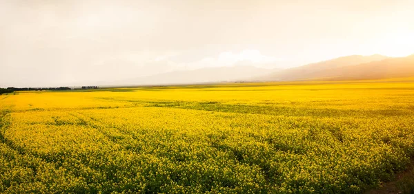 Rapsåker Blommor Xinjiang — Stockfoto