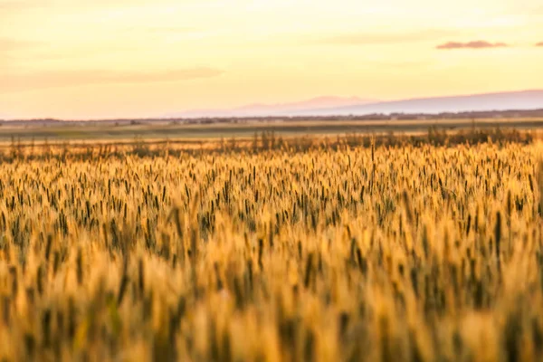 新疆の麦畑 — ストック写真