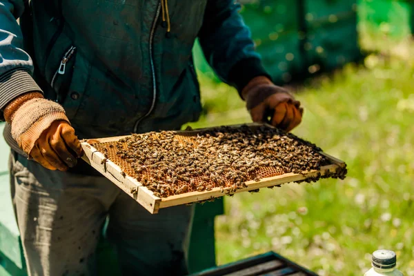 Kültéri Mézet Gyűjt Méhészek — Stock Fotó
