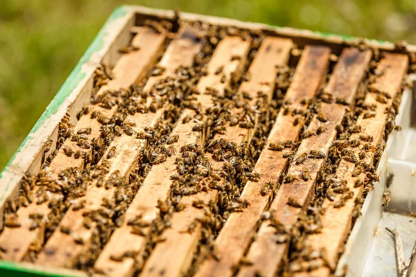 Közeli Kép Méhészet Szabadtéri — Stock Fotó