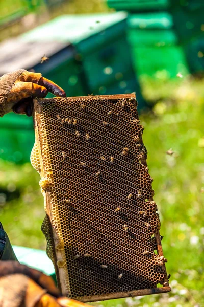 Kültéri Mézet Gyűjt Méhészek — Stock Fotó