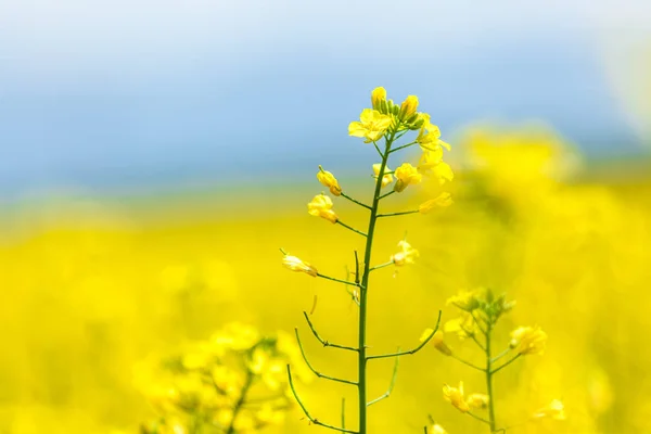 黄色の花を閉じる — ストック写真