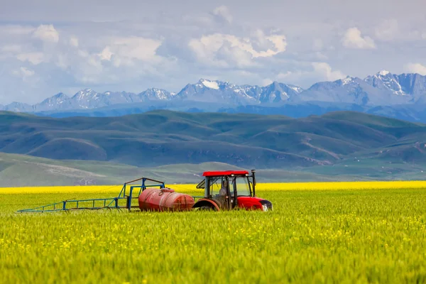 Campo Trigo Xinjiang — Foto de Stock