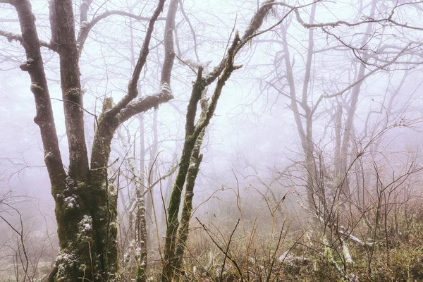 Trees in fog at park China — Stock Photo, Image