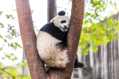 Sichuan Çin hayvanat bahçesinde panda