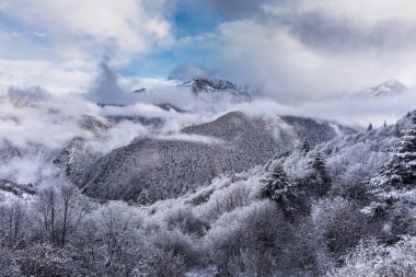 Çin'in dağ dondurulmuş ağaçlar