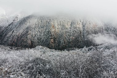 Çin'in dağ dondurulmuş ağaçlar