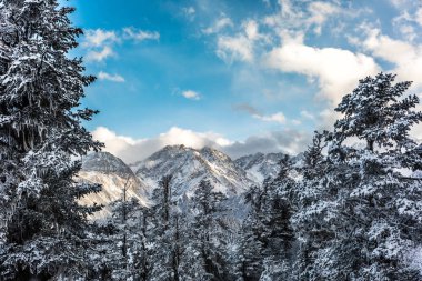 Çin'in dağ dondurulmuş ağaçlar