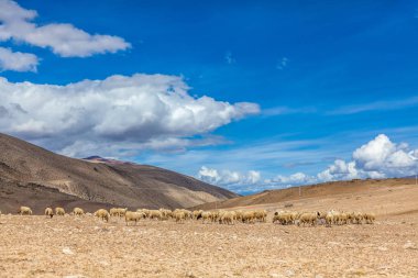 Tibet Himalaya dağlarında koyun