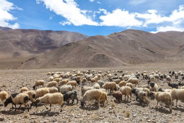 Tibet Himalaya dağlarında koyun
