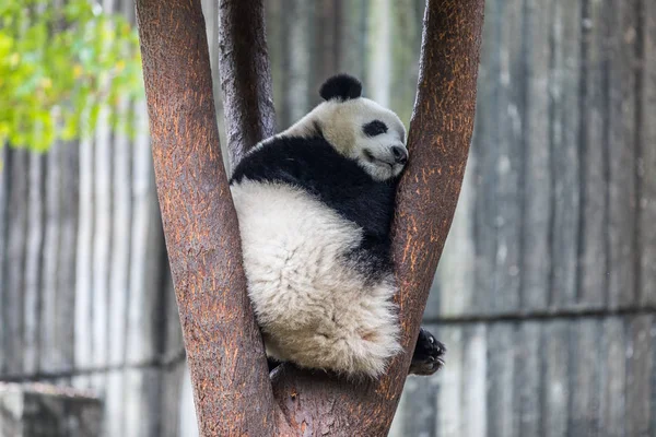 Панда в зоопарке Сычуаня Китай — стоковое фото