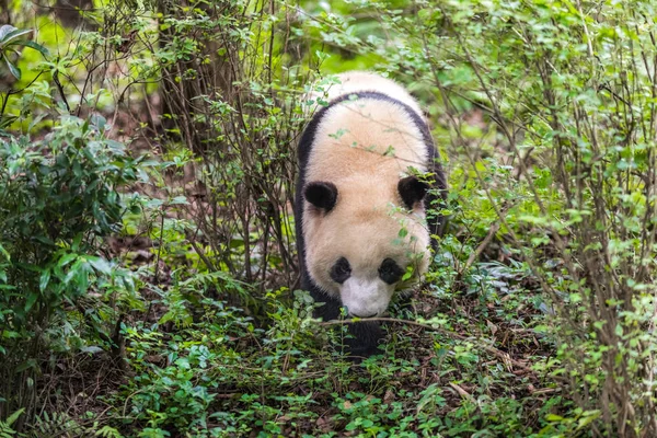 Panda im Zoo von Sichuan China — Stockfoto