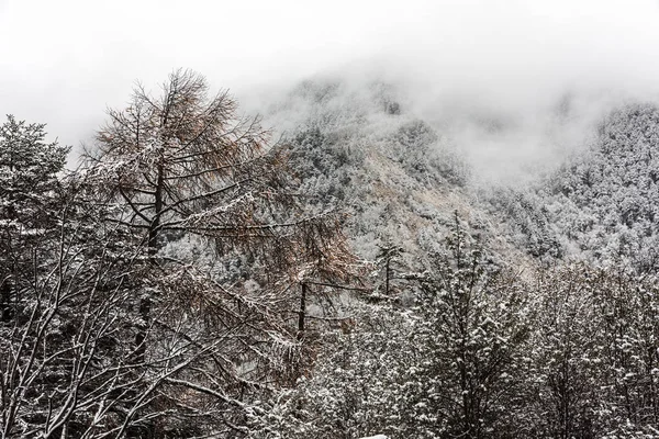 中国の山の凍った木々 — ストック写真