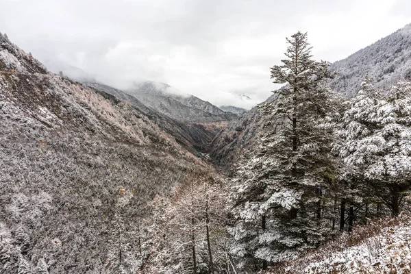 Gefrorene Bäume im Berg aus China — Stockfoto