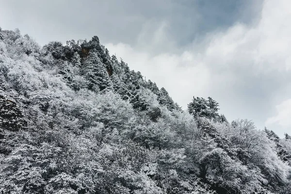 中国の山の凍った木々 — ストック写真