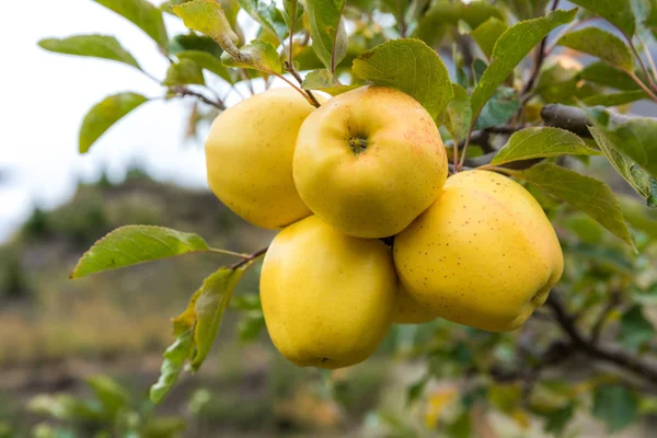 apple on tree in Sichuan China