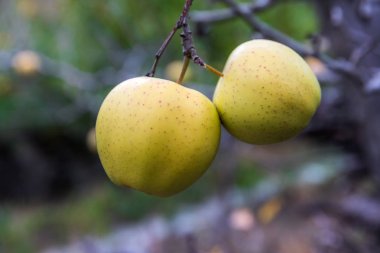 Sichuan Çin'de ağaç elma