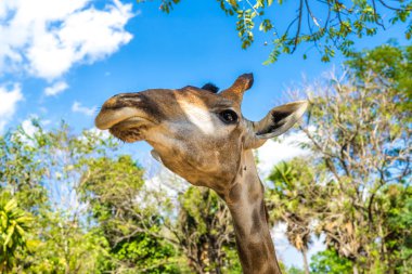 hayvanat bahçesinde zürafa kafası yakın