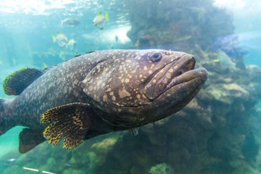 akvaryum suyunda balık