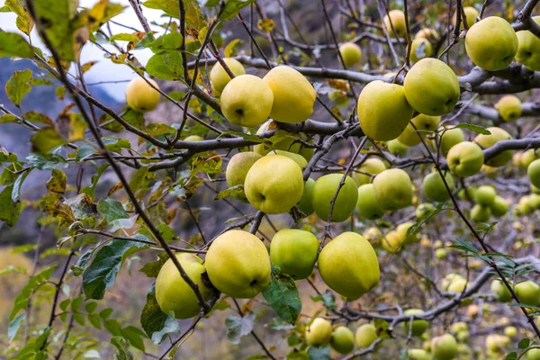 apple on tree in Sichuan China