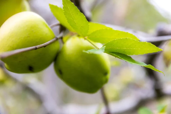 apple on tree in Sichuan China