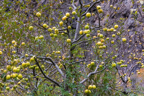 apple on tree in Sichuan China