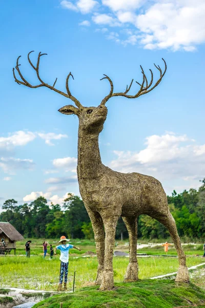 Grass deer in field of Thailand — Stock Photo, Image