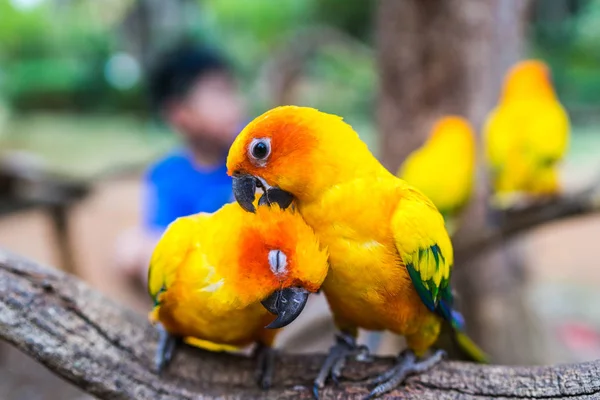 Papegoja stående på träd i Zoo — Stockfoto