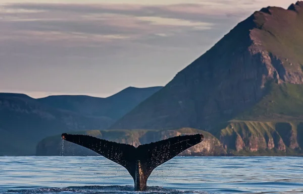 Humpback whale. Its name is either due to the dorsal fin, a form resembling a hump, or from the habit of swimming strongly back arched. The water area near the Kamchatka Peninsula, Russia.