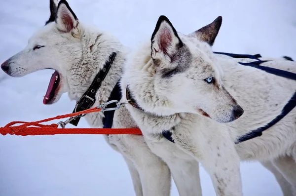 Dog sled. Alaskan Malamute is quite a large aboriginal type dog, designed to work in a team, one of the oldest breeds of dogs. Bred eskimo tribe malamut, from which came the name of the breed.