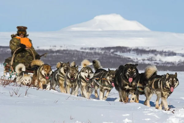 Dog sled. Alaskan Malamute is quite a large aboriginal type dog, designed to work in a team, one of the oldest breeds of dogs. Bred eskimo tribe malamut, from which came the name of the breed.