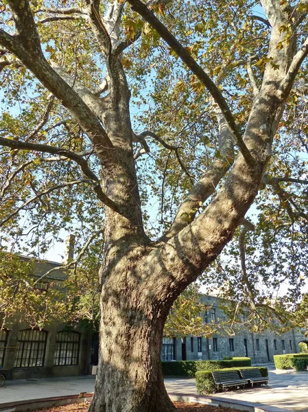 The Oriental plane-tree or Chinara (lat. Platanus orientalis). In the center of the inner (front) yard of the Vorontsov Palace grows a huge plane tree, which is 190 years