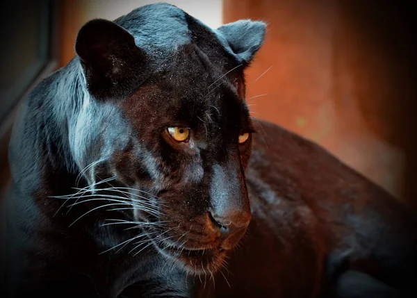 Black Panther (Panthera) is a rare animal in nature. Her beauty is beyond doubt. Black panthers have an active lifestyle mainly at night.