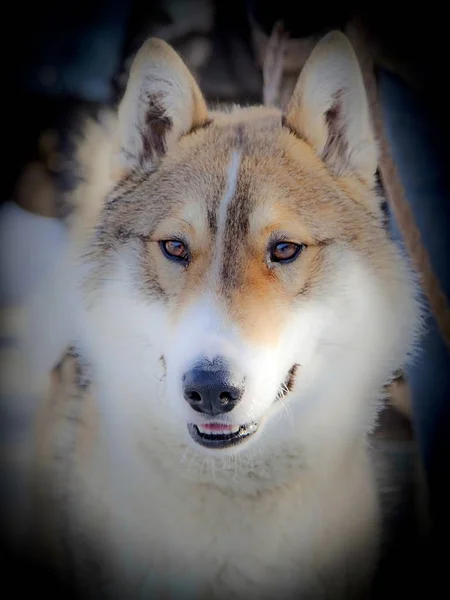 West Siberian Laika is a universal hunting Laika. It comes from the native huskies of the taiga regions of Western Siberia. Used for hunting in the forest on fur, ungulates, predatory animals