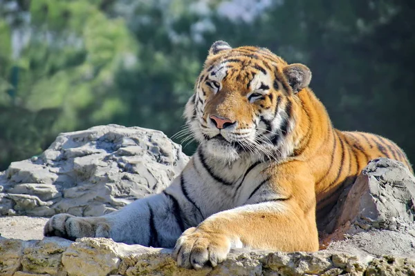 Amur or Ussuri tiger, or the Far Eastern tiger (Lat. Panthera tigris altaica) is a subspecies of the tiger, the northernmost tiger. Listed in the Red Book. Selective focus