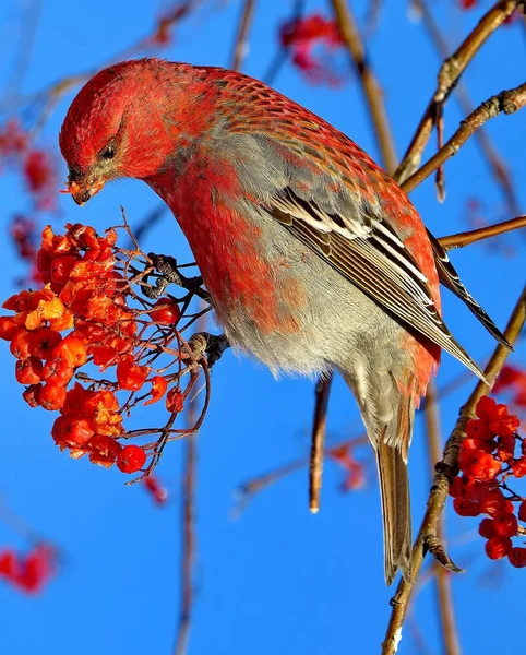 The or ordinary crossbill (lat.Loxia curvirostra), is a forest songbird. It is characterized by a powerful beak with crossed tips and feeding on the seeds of spruce and other conifers