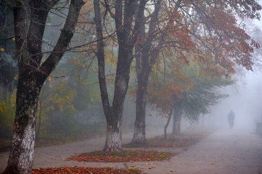 Parktaki ağaçlar şafak vakti sisli