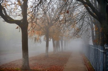 Parktaki ağaçlar şafak vakti sisli