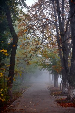 Parktaki ağaçlar şafak vakti sisli