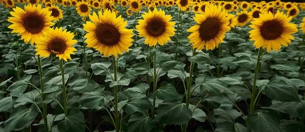 Un gros plan d'une fleur jaune — Photo