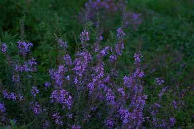 Çiçek bahçesine yakın çekim