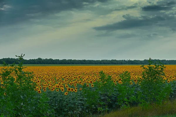 Una flor amarilla en un campo — Foto de Stock