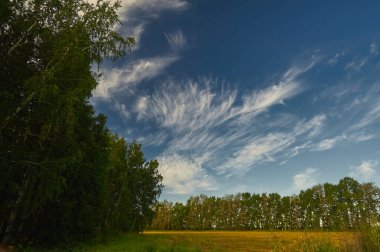 Gökyüzünde bir ağaç