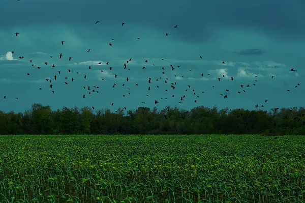 Hejno ptáků letící nad polem — Stock fotografie
