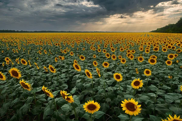 Žlutý květ na poli — Stock fotografie