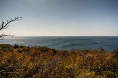Gün batımının önünde bir ağaç