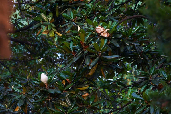 Un primo piano di un albero da frutto — Foto Stock