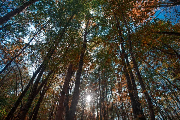 A tree in a forest — Stock Photo, Image