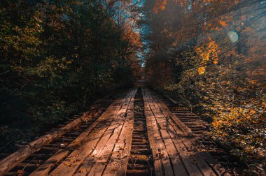 Arka planda ağaçlar olan tren raylarında bir bank.